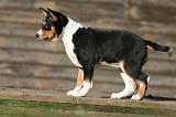 BASENJI 171
